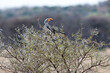 Africa bird hornbill