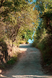 Fototapeta Sawanna - path in the woods