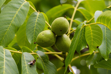 Walnut tree and green fresh walnuts.