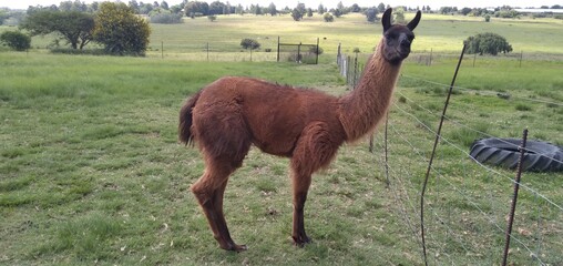 close up of a large dark brown Llama with a black face and ears standing in a grass field with green pastures landscape in the background