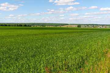 Spring field of winter wheat or rye. A beautiful green field under blue skies extends in perspective to a small forest village.