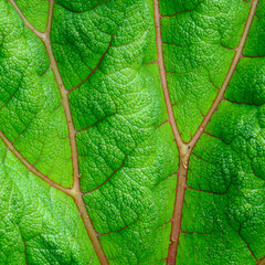 green leaf texture 4136