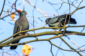 Wall Mural - Hohltauben (Columba oenas)