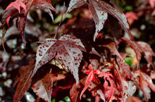 Red Wet Maple Leaves 