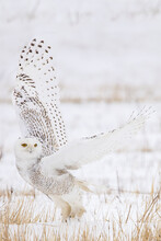 A Snowy Owl Takes Flight During The Winter Of 2020 In Columbus, Ohio In An Open Field In Search Of Prey. 