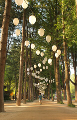 Canvas Print - Namisum (Nami Island) , Chuncheon, South Korea. Landscape of a beautiful pathway under trees