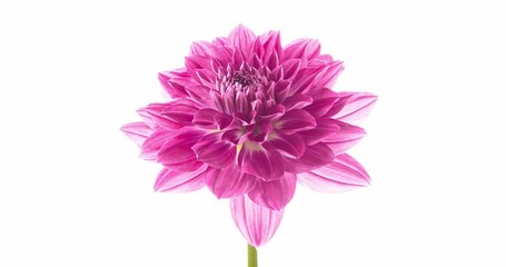 Wall Mural - Timelapse of dahlia flower blooming on white background