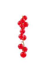 Wall Mural - Red currant fruit closeup isolated on white