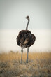 © Nick Dale - Common ostrich stands turning head towards camera