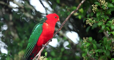 Australian King Parrot 4K slow motion on tree branch looking around in national park