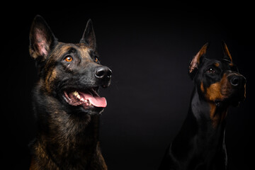 Portrait of a Belgian shepherd dog and a Doberman on an isolated black background.