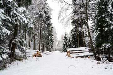 Wall Mural - Winterwald