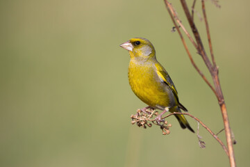 Wall Mural - Male european greenfinch, chloris chloris, sitting on dry plant with copy space in spring nature. Songbird bird resting on a stem illuminated by morning sun with green blurred background.