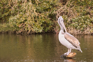 Wall Mural - Great white pelican on a rock