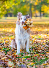Aufkleber - Adult Border collie dog holds autumn leaves in it mouth
