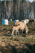 Rare tarpan horses. Mom with a foal. In the nalibok forest. Belarus