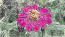 Art Drawing Color Of Pink Zinnia Flower