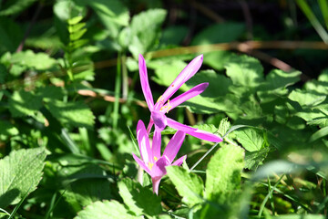 Sticker - Blooming saffron in the meadow.