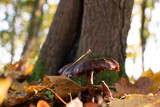 Fototapeta Lawenda - Wild mushroom in the forest