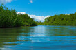 Mangrove, Puerto Jiménez, Golfo Dulce, Osa Peninsula, Costa Rica, Central America, America