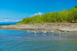 Waders, Mangrove, Puerto Jiménez, Golfo Dulce, Osa Peninsula, Costa Rica, Central America, America