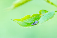 Macro Photo Of Black Heart Shaped Eggs Of Insect Bugs On A Green Leaf Of Apple Tree In Summer