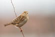 © Bouke - A female house sparrow (passer domesticus) perched on a small branch in a garden.