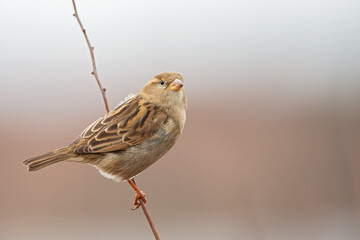 A female house sparrow (passer domesticus) perched on a small branch in a garden.