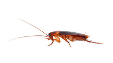American Cockroach Isolated On White Background, Periplaneta Americana