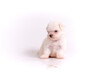 A Maltese dog sitting on white background. Puppy Maltese dog