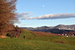 Winterspaziergang auf dem Schönberg bei Freiburg