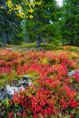 autumn colors in the taiga and tundra of finland, europe