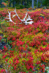 reno en otoño. bosque de taiga. finlandia