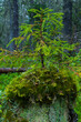 Un nuevo arbol. Bosque de Taiga en otoño. Finlandia.