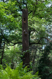 Fototapeta Lawenda - A tree with a hallow