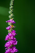 Ppersicaria amplexicaulis - Bee