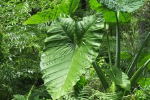 Green Alocasia Leaves In Florida Zoological Garden, Closeup
