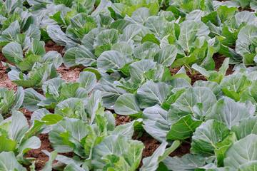 Wall Mural - white cabbage grows on organic farm. Top view of young fresh green cabbage