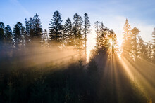 Dark Green Pine Trees In Moody Spruce Forest With Sunrise Light Rays Shining Through Branches In Foggy Fall Mountains.