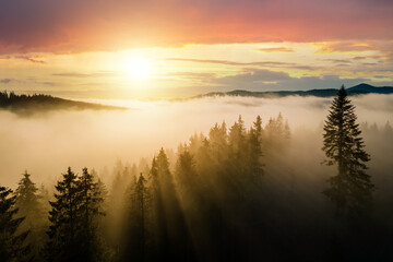 Wall Mural - Aerial view of dark green pine trees in spruce forest with sunrise rays shining through branches in foggy fall mountains.