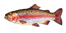 Rainbow Trout. Fish Collection. Healthy Lifestyle, Delicious Food. Watercolor Images.