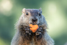 Groundhog, Marmota Monax, Closeup Center Holding Carrot Near Mouth Clean Background