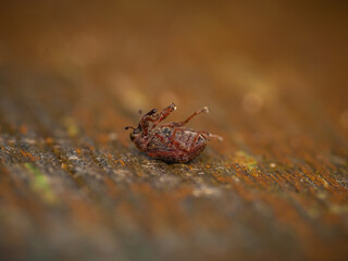 macro photo of weevil