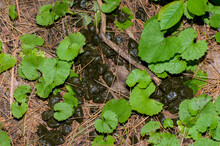 White-tailed Deer Scat On The Forest Floor