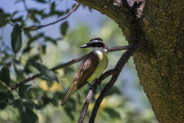 A closeup focus shot of a beautiful bird