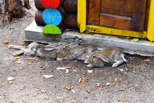 Three Hares Lie On The Ground. Hares Rest In The Shade.