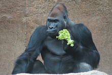 An Eastern Gorilla Eating Cabbage On A Grunge Wall Background