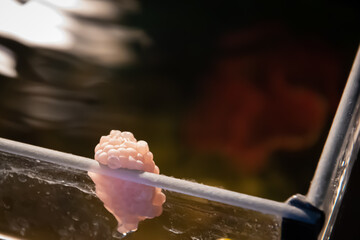 A closeup shot of water snail eggs in the aquarium