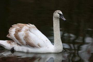 Sticker - A beautiful shot of a lonely white swan floating on the river