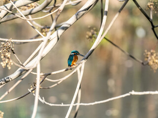 Sticker - A selective focus shot of a cute Kingfisher sitting on a tree branch